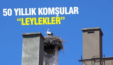 Çatıya yuva yapan leylekler 50 yıldır aynı yerde Çatıya yuva yapan leylekler 50 yıldır aynı yerde