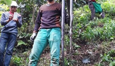 Fındık bahçelerinde görülen yılanlar korkutuyor Fındık bahçelerinde görülen yılanlar korkutuyor