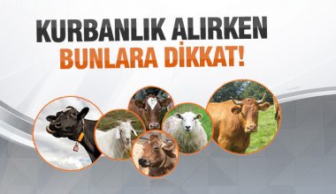 Kurbanlıklarda büyük tehlike söz konusu Kurbanlıklarda büyük tehlike söz konusu